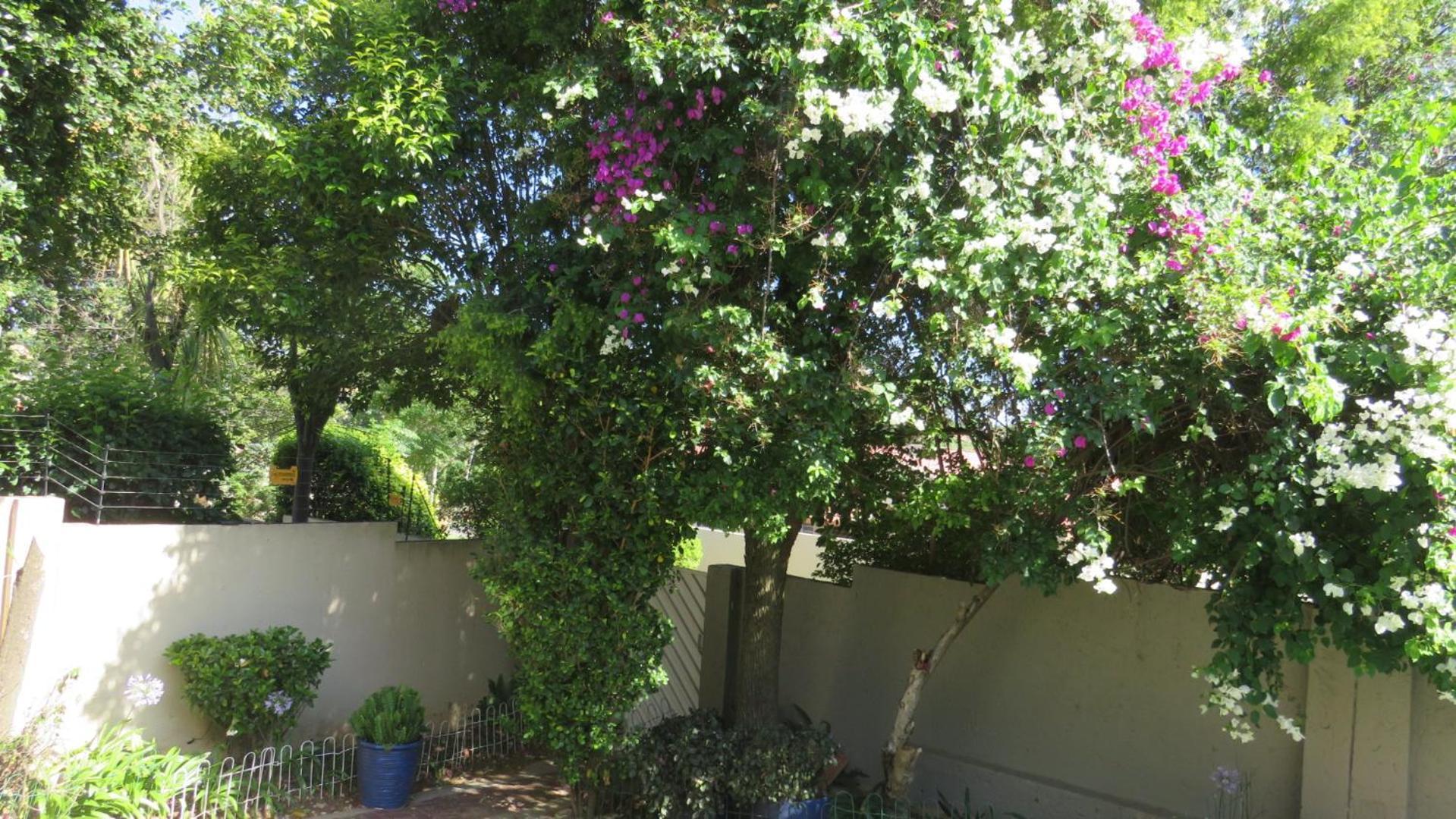 Bougainvillea At Boskruin * Johannesburg